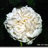 Blanchefleur