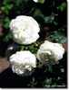 Boule de Neige