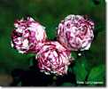Variegata