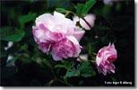 Blush Damask