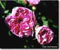 Duchesse de Buccleugh