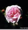 Chloris
