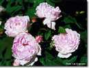 Duchesse d&Aacute;ng&ocirc;uleme
