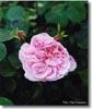 Ispahan