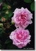 Ispahan