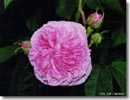 Ispahan