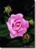 Ispahan
