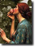Rose Lady