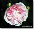 Maidens Blush