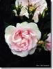 Maidens Blush