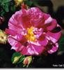 Rosa Mundi