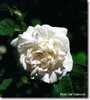 Princesse de Lamballe